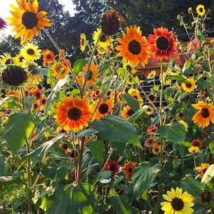Autumn Beauty Sunflower Seeds, Mixed Colorful Sunflowers, 100 Seeds // Non GMO, helianthus annuus