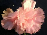 Vintage Millinery Flower 3" Frilly Pink Carnation KC7