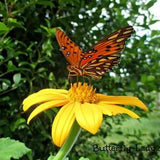 Yellow Mexican Sunflower (Tithonia  rotundifolia 'Yellow Torch') Packet of 25 seeds with New!