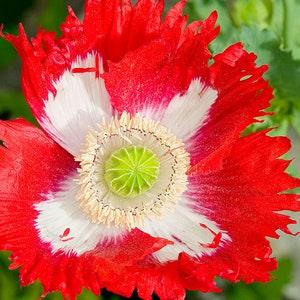 Poppy Danish Flag 0.5g - 200 Seeds - Papaver Somniferum NON GMO