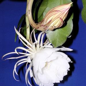 Queen of the night cactus plant -2 rooted cutting Epiphyllum oxypetalum~Night blooming cereus