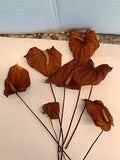 14 pc Anthurium Hawaiian Tropical Flower Boy Flowers HAWAII Dried Floral Decor