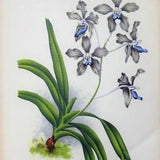 Antique Botanical Print ORCHID VANDA AMOENA Linden Original Large  c1885