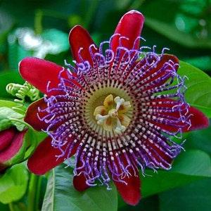 Giant Passion Fruit Flower - Passiflora quadrangularis - Rare 'Plant' Seeds - Passionflower, Purple Passion Flower,Passion Vine, Passiflora