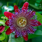 Giant Passion Fruit Flower - Passiflora quadrangularis - Rare 'Plant' Seeds - Passionflower, Purple Passion Flower,Passion Vine, Passiflora