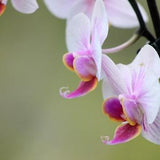 White and PInk Orchids side on