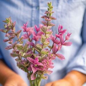 50 Pink Sundae Seeds / Salvia viridis / Cut Flower / Container Gardening /  English Garden / Wildflowers /  Cottage Flower
