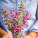 50 Pink Sundae Seeds / Salvia viridis / Cut Flower / Container Gardening /  English Garden / Wildflowers /  Cottage Flower