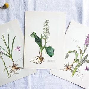Set of 3 vintage botanical plates 1950, Old flowers & plants poster, Original poster, Floral illustration *ORCHIDS*
