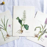 Set of 3 vintage botanical plates 1950, Old flowers & plants poster, Original poster, Floral illustration *ORCHIDS*