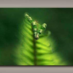 Pacific Northwest Fern Print - 12"x18" Minimalist Green Plant and Nature Photo from Vancouver Island, BC, Canada for Relaxing Coastal Decor