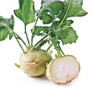 Kohlrabi - Di Vienna Bianco 2g - 30 NON GMO Seeds - Brassica Oleracea Gongylodes