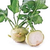 Kohlrabi - Di Vienna Bianco 2g - 30 NON GMO Seeds - Brassica Oleracea Gongylodes