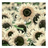 WHITE NITE SUNFLOWER Helianthus Annuus, 10 Seeds