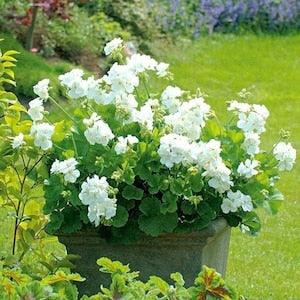 Zonal Geranium White Flowers 10 Seeds - Pelargonium Hortorum