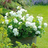 Zonal Geranium White Flowers 10 Seeds - Pelargonium Hortorum