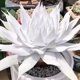 SEEDS BACK??Echeveria 'Dudleya pulverulenta', Rare Succulent Seeds, All-year seeds, 10 seeds