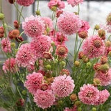 Scabiosa salmon rose flower seeds 50