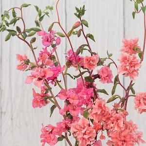 50+ seeds / Elegant Salmon Clarkia Flower Seeds / Clarkia unguiculata / Salmon Pink Flower Seeds / (#75)