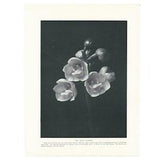 1916 Dove Flower Print. Genuine Original Antique Lithograph Printed Book Page/Plate. Botany Tropical Tree Orchid Plant. Christmas Present.