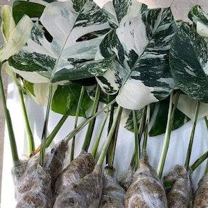 Monstera Albo Borsigiana Leaf Cutting White Tiger Variegated Plant Rooted Nodes Rare House Plant Gift
