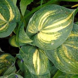 STREAKED HOSTA! The Only Hosta That Reliably Produces Variegated Plants! 10 Seeds
