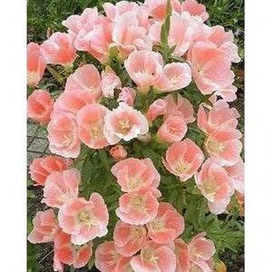 50+ seeds Godetia Apricot Godetia Grandiflora Azaelaflora