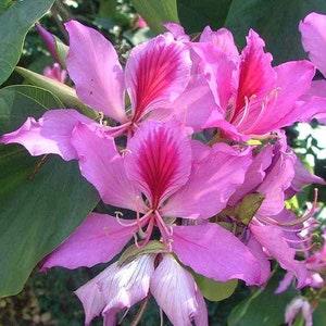 100 Bauhinia variegata Seeds, Kachnar Seeds, Orchid Tree Seeds, Varigated Bauhinia  Seeds, mountain ebony Tree  Seeds