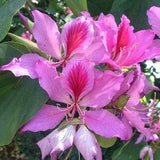 100 Bauhinia variegata Seeds, Kachnar Seeds, Orchid Tree Seeds, Varigated Bauhinia  Seeds, mountain ebony Tree  Seeds