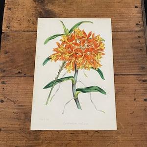 Fire-Star Orchid, Original Hand-Colored Antique Print, 1846 Paxton Botanical Lithograph