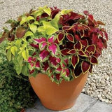 Coleus Painted Nettle Rainbow Blend 0.2g - 200 NON GMO Seeds - Coleus Blumei