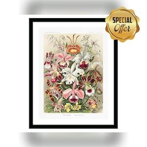 Orchid??CDenus Flowers Vintage Botanical Poster Print of Retro Herbs Plants and Trees Illustration Kitchen Art Decor. Giclee Print Set