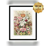 Orchid??CDenus Flowers Vintage Botanical Poster Print of Retro Herbs Plants and Trees Illustration Kitchen Art Decor. Giclee Print Set