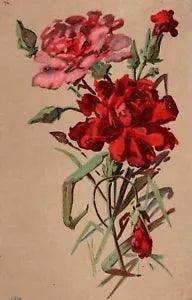 Postcard Carnations Flowers Posted 1908