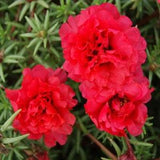 100+ Moss Rose Fresh Flower Seeds- Red Portulaca Grandiflora -B188