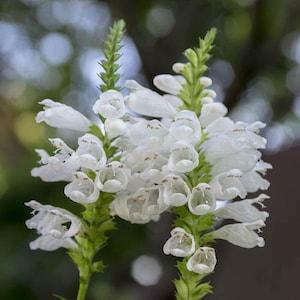30+ Obedient Plant Seeds-False Dragonhead- Physostegia virginiana-Great Cut Flower-Excellent Perennial-White Obedient Plant-B673