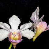 Orchid Vanda Miss Joaquim x Christensonia x vietnamica Sun Tolerant Plants