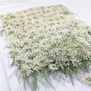 Dried Pressed White Flower Real Nature Gift Card Wedding Craft Decoration 100Pcs