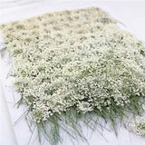 Dried Pressed White Flower Real Nature Gift Card Wedding Craft Decoration 100Pcs