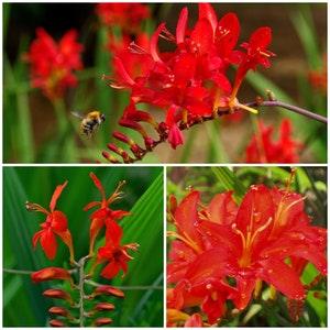 Dark Red Lucifer CROCOSMIA Seeds - FALLING STAR / Montbretia  / Pure Dark Red Copper Tips / use as Cut Flowers and Attract Pollinators