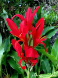 20 Red Orange TALL Robert Kemp Canna Lily Seeds Live Plant