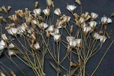 100 X Natural Real Durable Pressed Flowers Organic Bunch of flowers DIY Florals