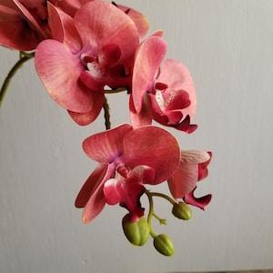 Faded Red Jumbo Orchid