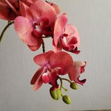 Faded Red Jumbo Orchid
