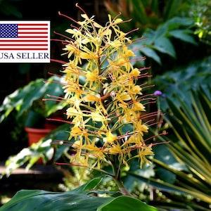Hedychium gardnerianum - Kahili Ginger - 5 Seeds