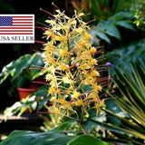 Hedychium gardnerianum - Kahili Ginger - 5 Seeds