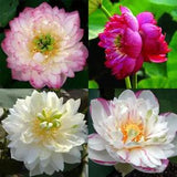 2 packs Lotus Seeds Nelumbo Nucifera Aquatic Water Plant Pond Bonsai Flowers