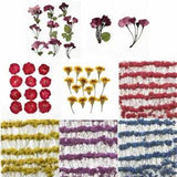 1 Pack Real Pressed Flower Dried Flowers for Arts Crafts Resin Jewelry Making