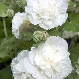10 seeds / " Chaters Double White" Hollyhock/ Alcea rosea / White Cottage Garden / White Garden Flower Seeds(G37)