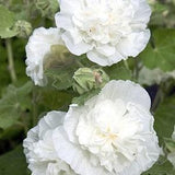 10 seeds / " Chaters Double White" Hollyhock/ Alcea rosea / White Cottage Garden / White Garden Flower Seeds(G37)